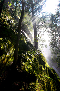 Good Timber and Sun Through Mist Along Vernal Falls Path