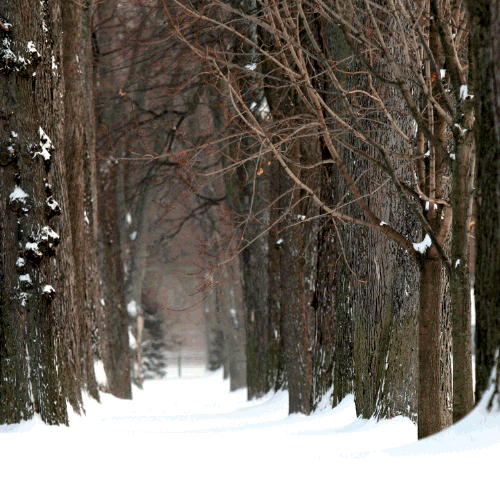 a snowy nun's walk