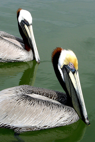 American Brown Pelicans