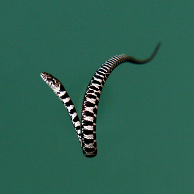 This common water snake measured no more than five inches as it enjoyed the warmth of the sun in the Crescent Sail Yacht Club harbor while my father and I harvested a meal of fresh perch.  October 2006.